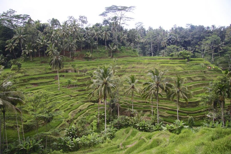 Ubud: Monkey Forest and Rice Terrace Private Tour - Craft villages and the artistic side of Ubud