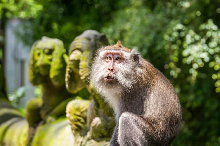 Ubud: Monkey Forest and Rice Terrace Private Tour - Starting with a Balinese family compound