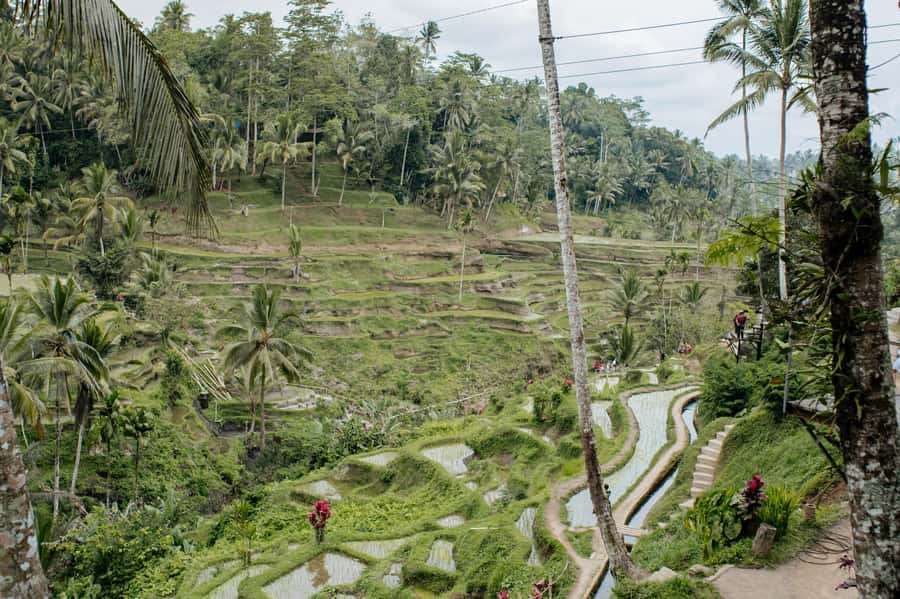 Ubud: Monkey Forest, Ceking Rice Terraces and More– Full Day - Monkey Forest, where the mood changes