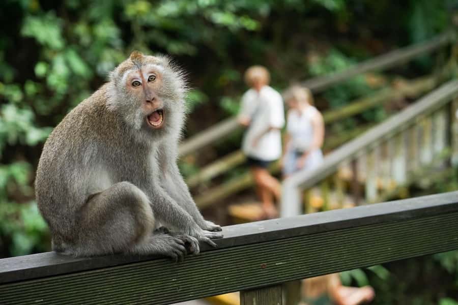 Ubud Monkey Forest, Rice Terrace, and Swing Private Tour - Ubud Palace and a taste of royal Bali