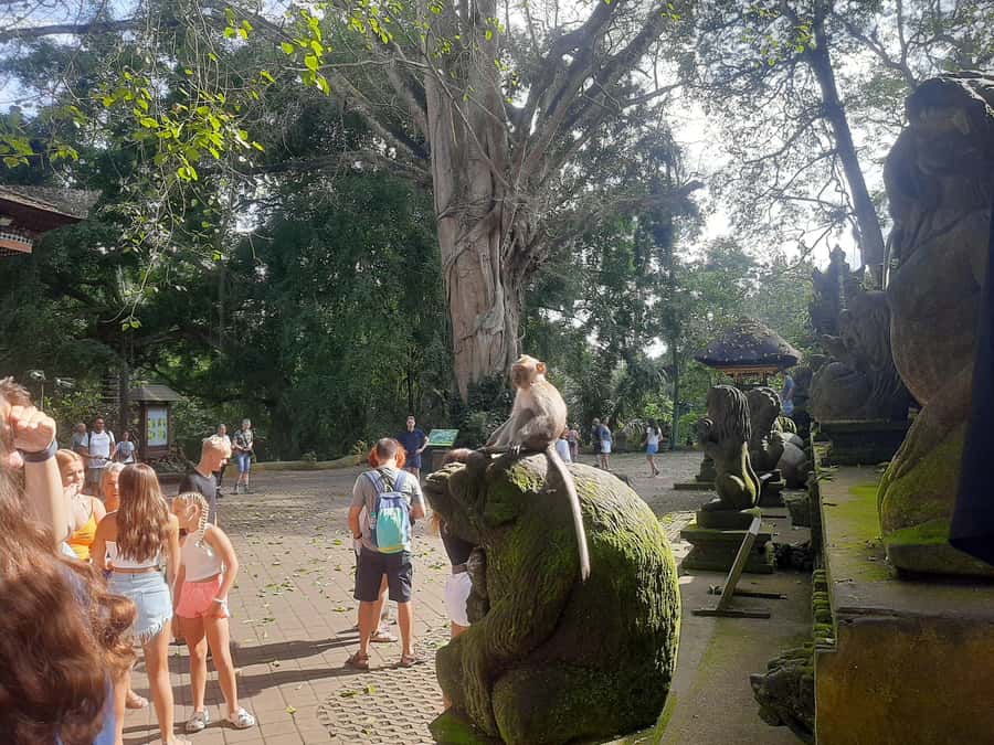 Ubud: Monkey Forest, Rice Terrace, and Waterfall - A full day built around Bali’s natural sights