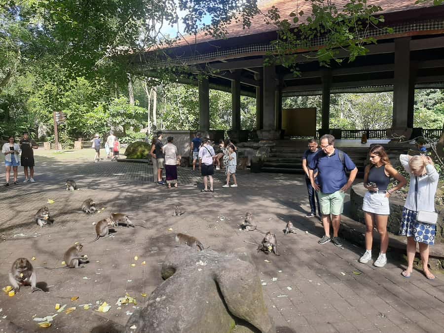 Ubud: Monkey Forest, Rice Terrace, and Waterfall - Meeting Bali’s long-tailed monkeys in Ubud