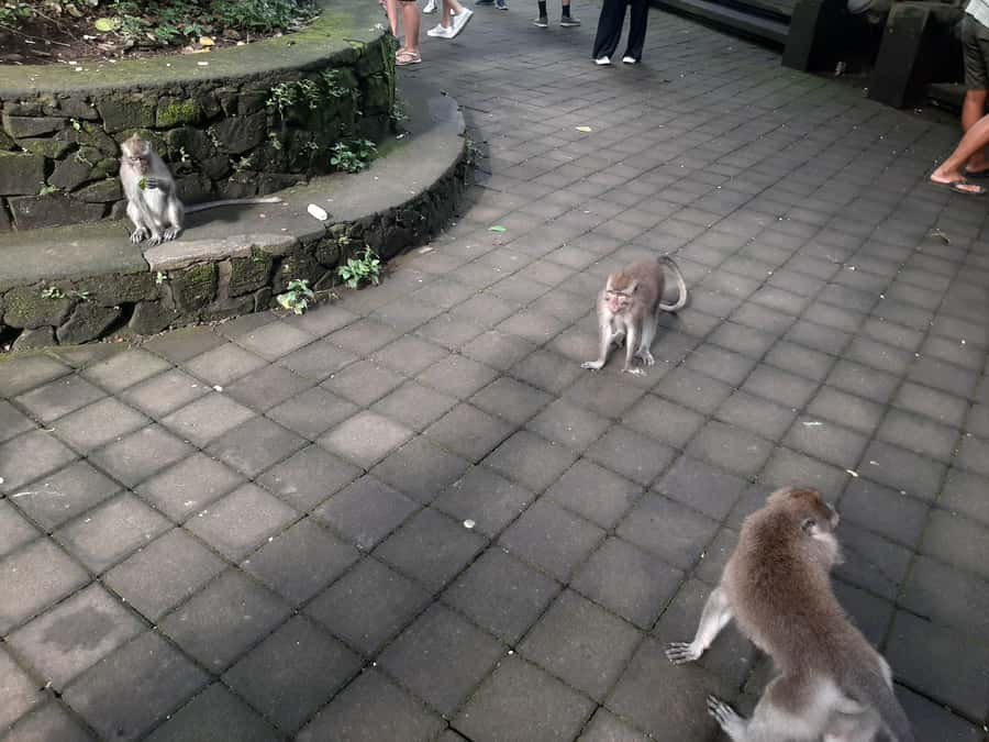 Ubud: Monkey Forest, Rice Terrace, and Waterfall - A few practical limits to keep in mind