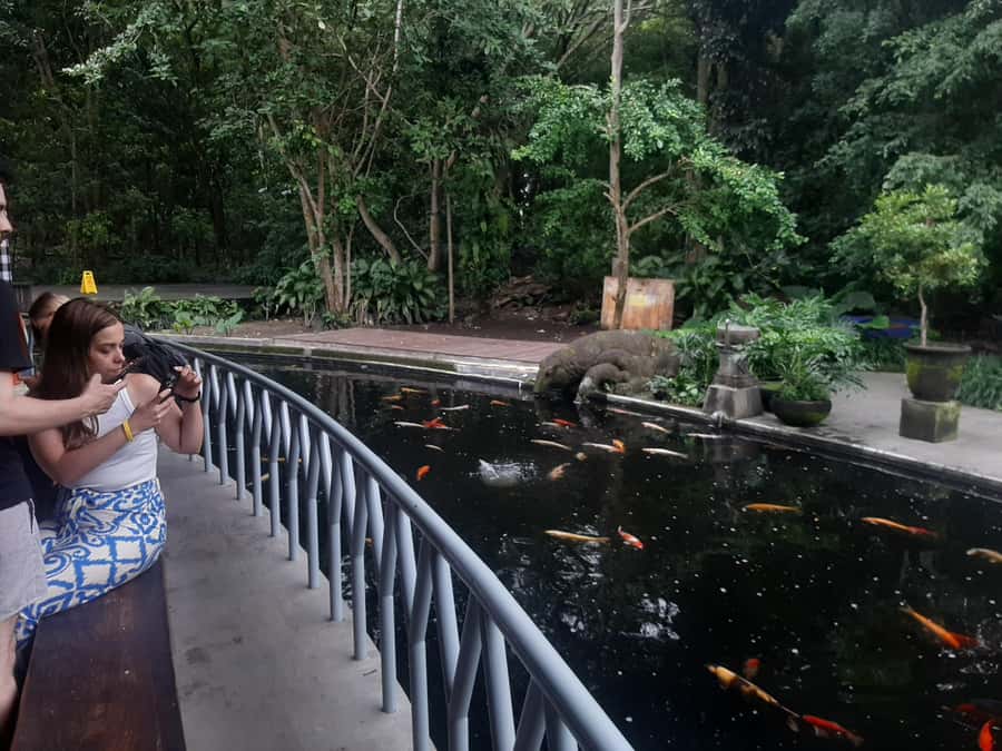 Ubud: Monkey Forest, Rice Terrace, and Waterfall - Should you book the Monkey Forest, Rice Terrace, and Waterfall tour?
