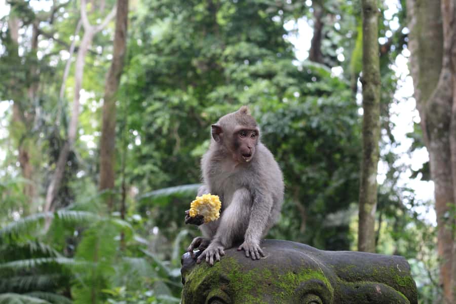 Ubud: Monkey Forest, Rice Terrace, and Waterfall - Walking the 200-hectare Tegallalang rice terraces
