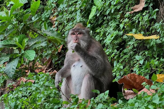Ubud Monkey Forest - Rice Terrace - Jungle Swing - Water Temple - What this Ubud day trip actually delivers