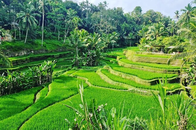 Ubud Monkey Forest - Rice Terrace - Jungle Swing - Water Temple - Tirta Empul, Bali’s holy water temple