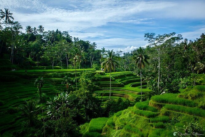 Ubud Monkey Forest - Rice Terrace - Jungle Swing - Water Temple - Who should book this private Ubud circuit?