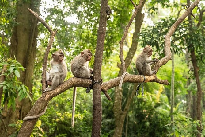 Ubud Monkey Forest - Rice Terrace - Jungle Swing - Water Temple - Tegalalang Rice Terrace and the advertised jungle swing