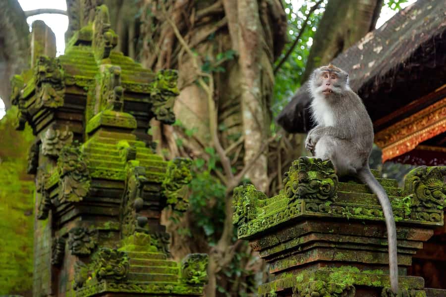 Ubud Monkey Forest, Rice Terrace, Swing, Temple & Waterfall - Stopping at Tegenungan Waterfall
