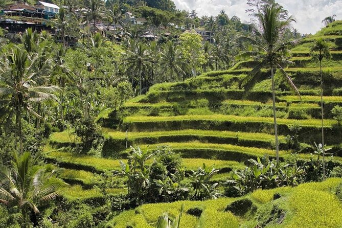 Ubud Monkey Forest, Rice Terrace & Tirta Empul Temple Tour - A full day built around Ubud’s famous sights