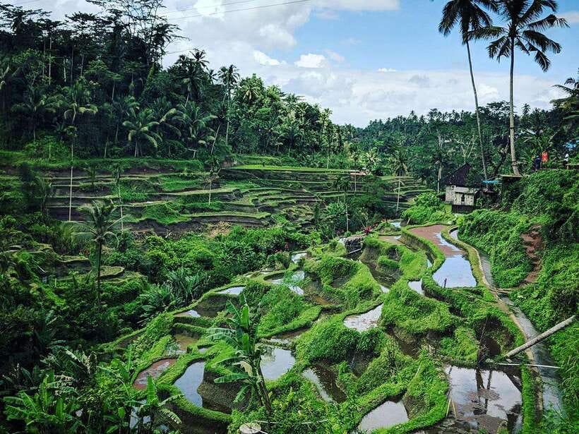 Ubud : Monkey Forest, Rice Terrace, Waterfall / Private Tour - Batuan Temple and the first look at Balinese design