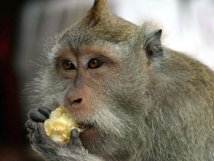 Ubud : Monkey Forest, Rice Terrace, Waterfall / Private Tour - Ubud Palace and the market
