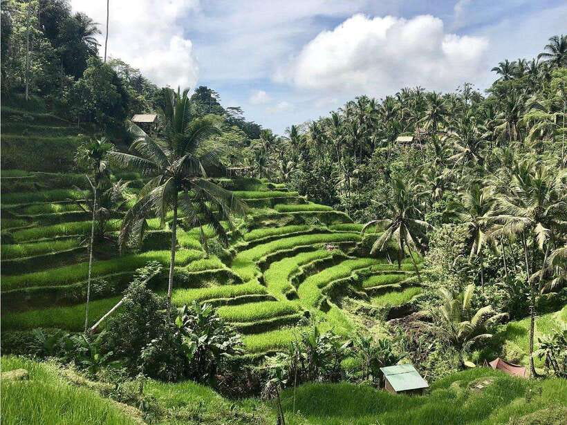Ubud : Monkey Forest, Rice Terrace, Waterfall / Private Tour - Tegallalang Rice Terrace and optional swing time