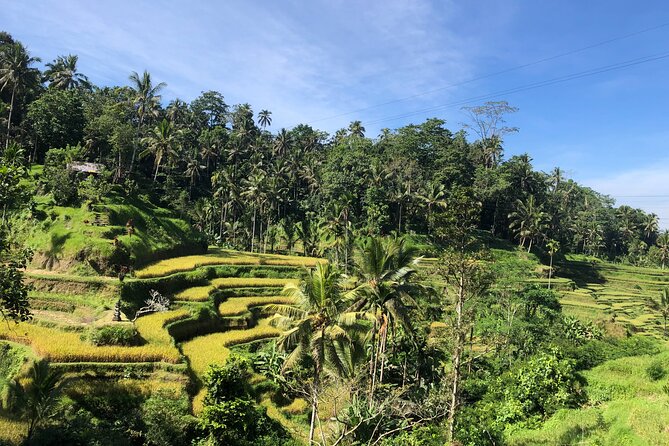Ubud : Monkey Forest, Rice Terrace, Waterfall, Swing - Seeing Tegalalang’s stepped rice fields