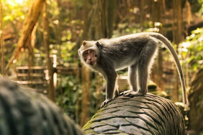 Ubud: Monkey Forest, Rice Terraces and Jungle Swing Tour - Key things to know before booking