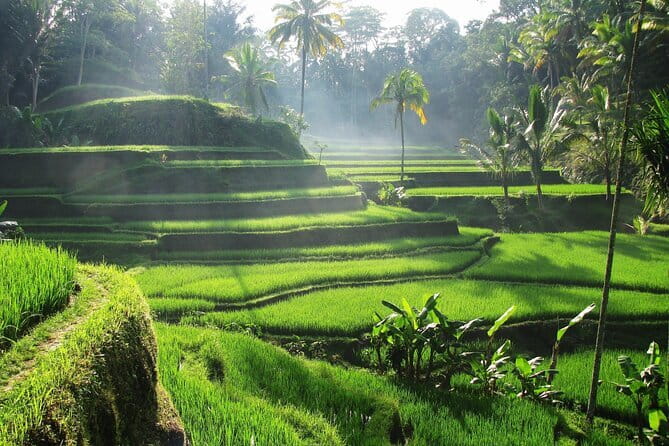 Ubud: Monkey Forest, Rice Terraces and Jungle Swing Tour - What the $25.65 price really buys you