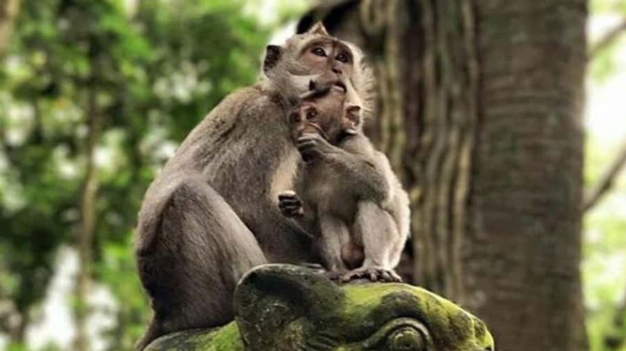 Ubud: Monkey Forest, Rice Terraces, Temple&Petanu Waterfall - Understanding Tirta Empul before taking part