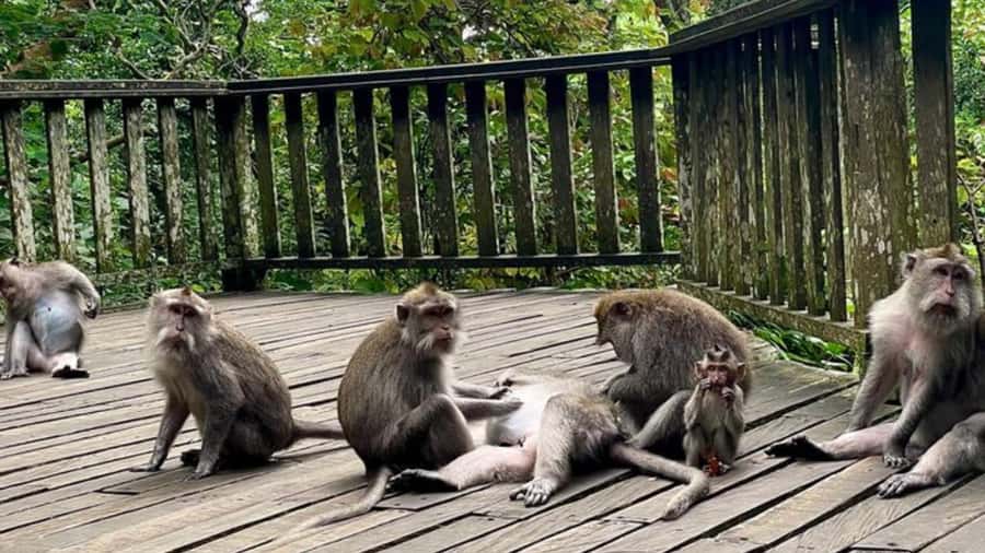 Ubud: Monkey Forest, Rice Terraces, Temple&Petanu Waterfall - A cool break at Ulu Petanu Waterfall