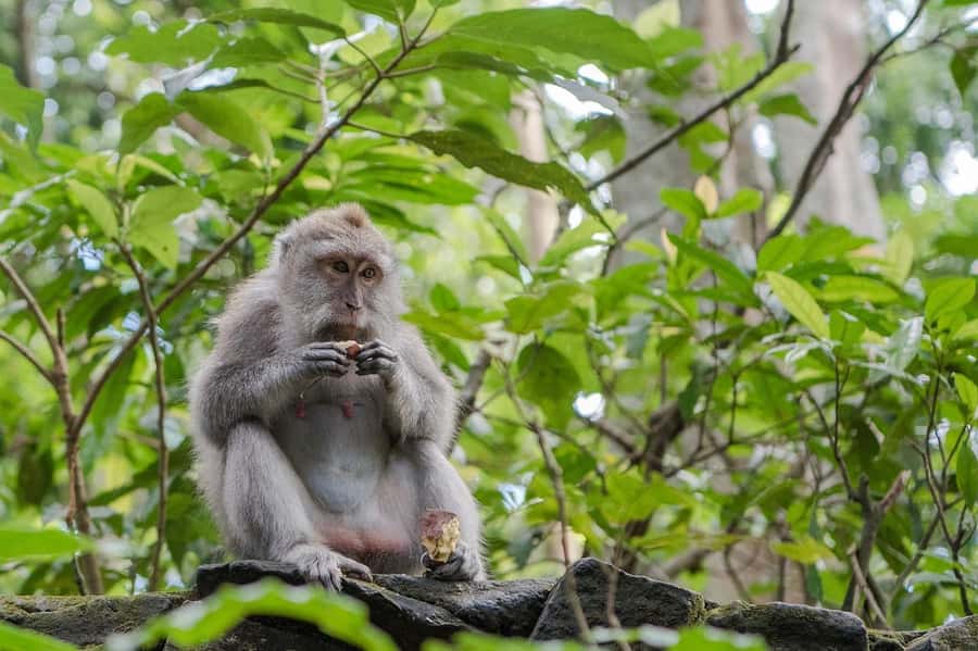 Ubud:Monkey Forest, Rice Terraces, Water Temples, Waterfalls - Key points at a glance