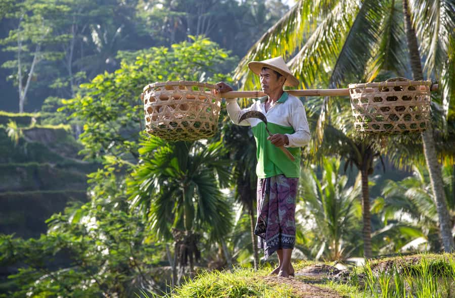 Ubud:Monkey Forest, Rice Terraces, Water Temples, Waterfalls - Walking the Tegalalang Rice Terraces