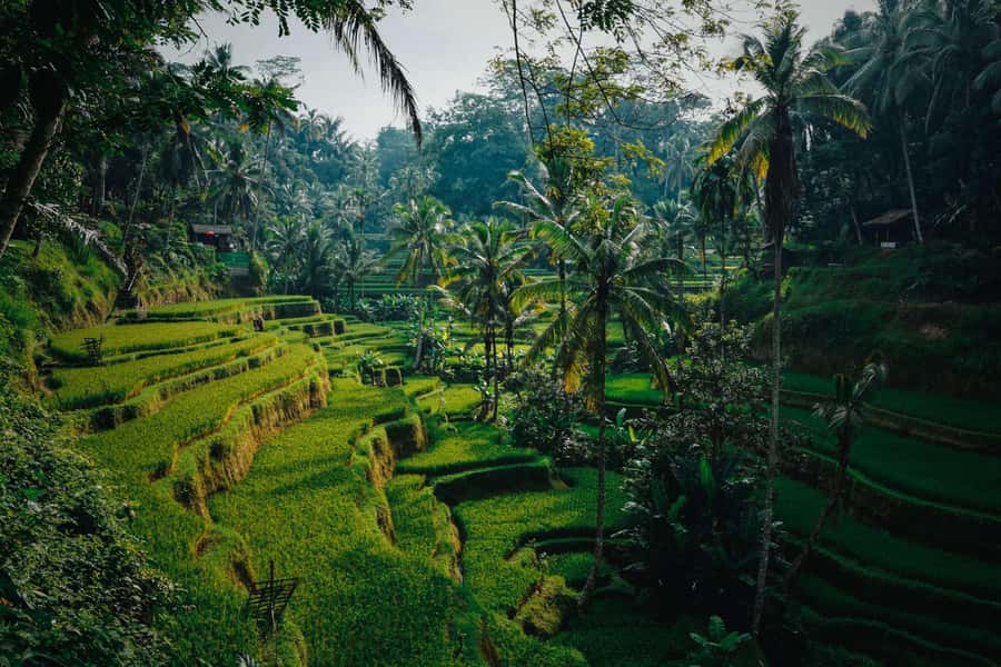Ubud:Monkey Forest, Rice Terraces, Water Temples, Waterfalls - Ending at Ulu Petanu Waterfall