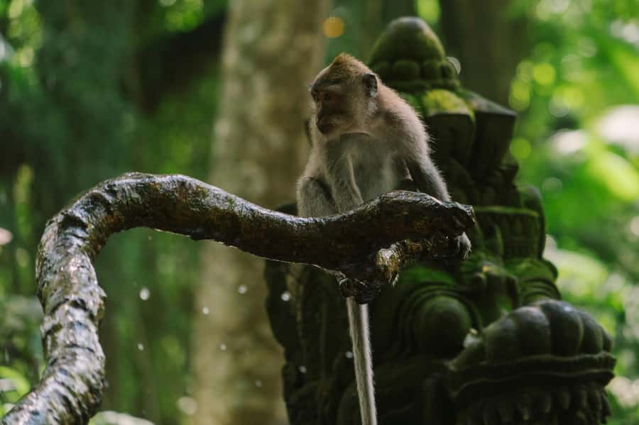 Ubud, Monkey forest, Riceterace Waterfall, Purification - Sacred Monkey Forest, with a little care