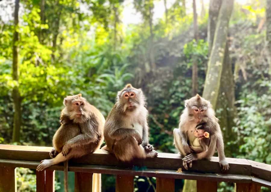 Ubud: Monkey Forest Sanctuary & Jungle Swing Tour - The Kumulilir swing and coffee stop