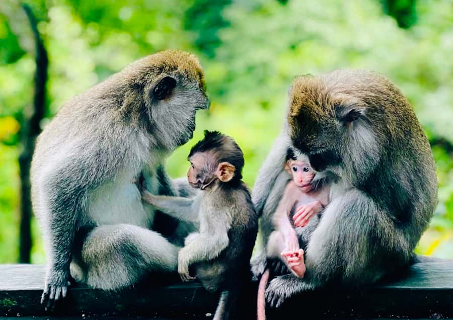 Ubud: Monkey Forest Sanctuary & Jungle Swing Tour - Who should book it, and who should skip it