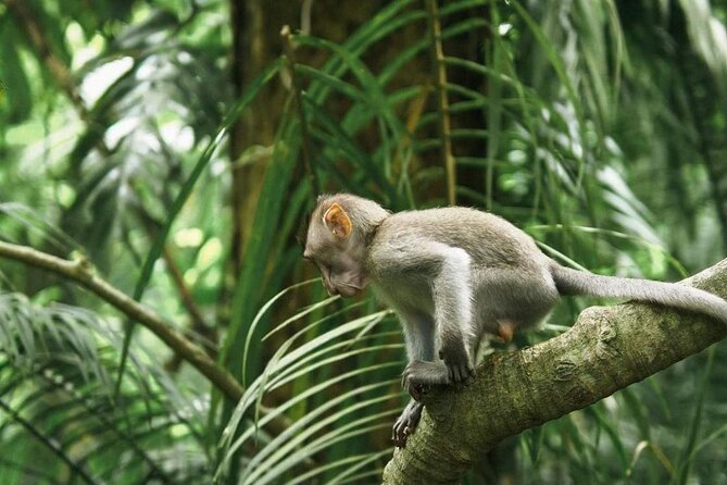 Ubud Monkey Forest, Scenic Rice Terrace with Swing and Waterfall - Tegalalang Rice Terrace, beautiful but not for everyone