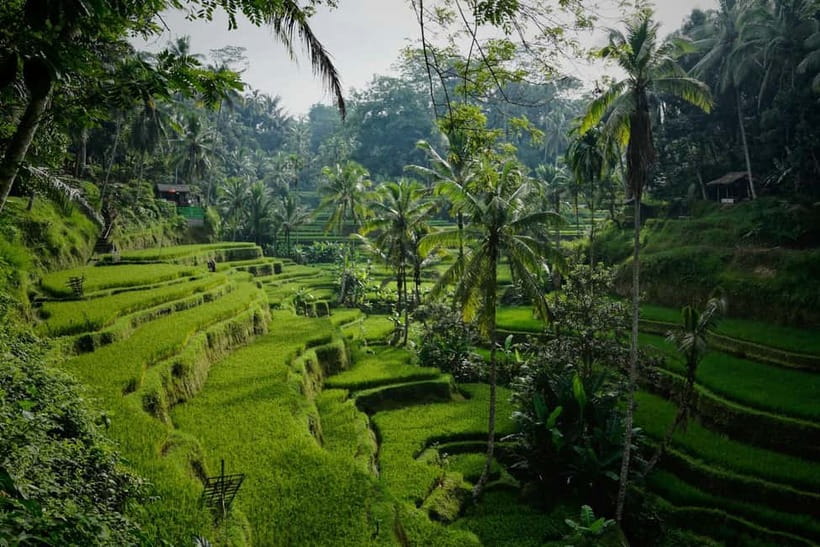 Ubud: Monkey Forest, Tegenungan Waterfall, and Rice Terraces - Key points to know before booking