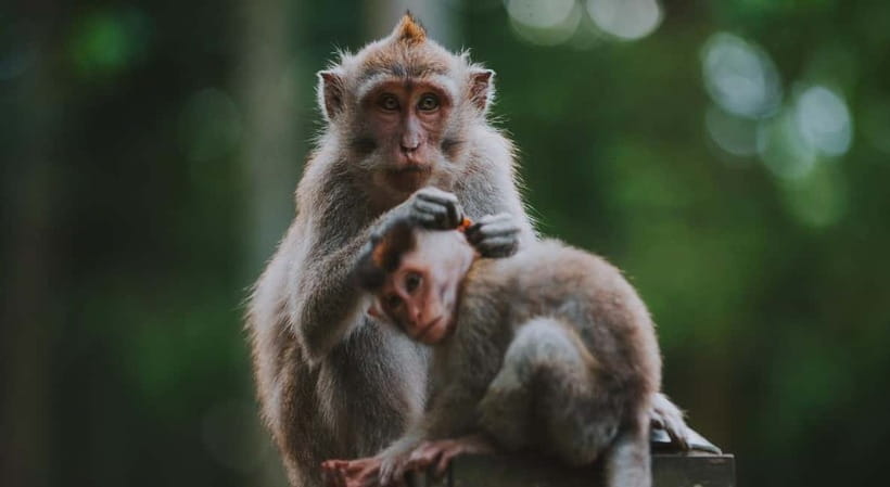 Ubud: Monkey Forest, Tegenungan Waterfall, and Rice Terraces - Celuk Village and the craft behind Balinese jewelry