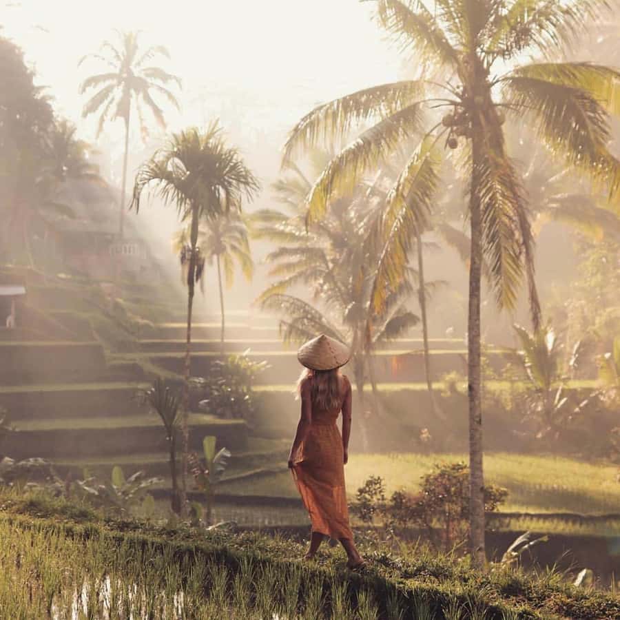 Ubud Monkey Forest, Temple, Rice Terrace and Waterfall Tour - Key points at a glance