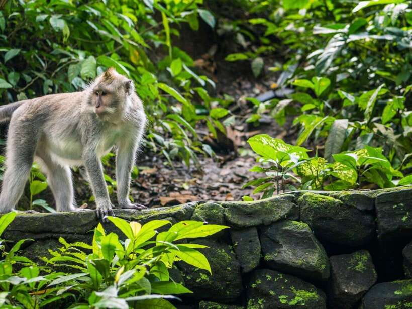 Ubud: Monkey Forest, Temple, Rice Terraces, Hidden Waterfall - Key things to know before you go