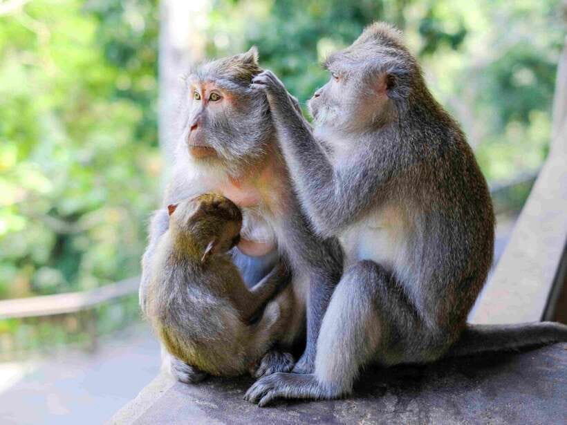 Ubud: Monkey Forest, Temple, Rice Terraces, Hidden Waterfall - Tegallalang Rice Terrace: a walk through Bali’s farming culture