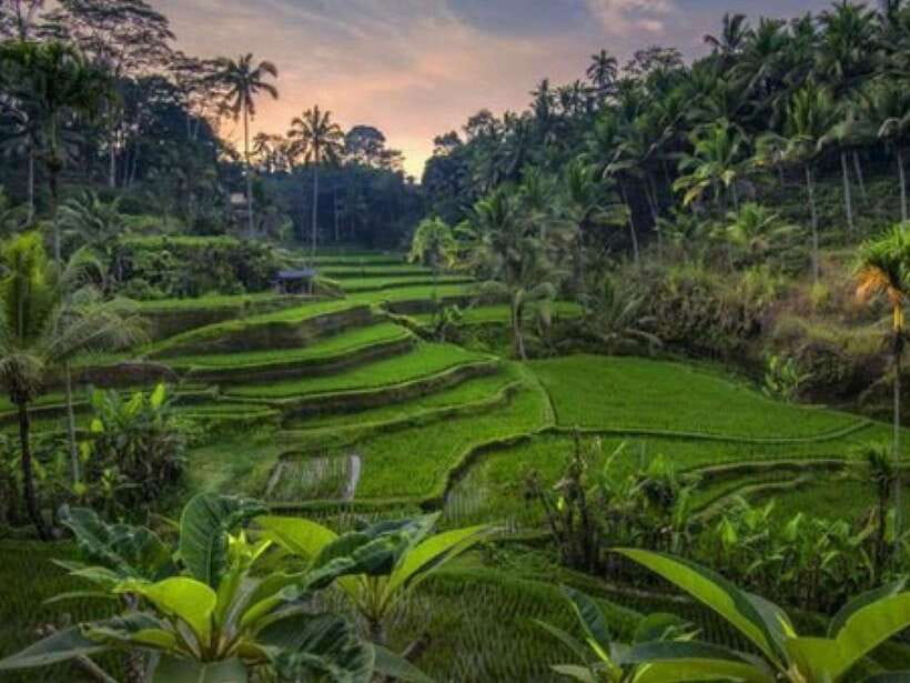 Ubud: Monkey Forest, Temple, Rice Terraces, Hidden Waterfall - Tirta Empul: see a living Balinese temple