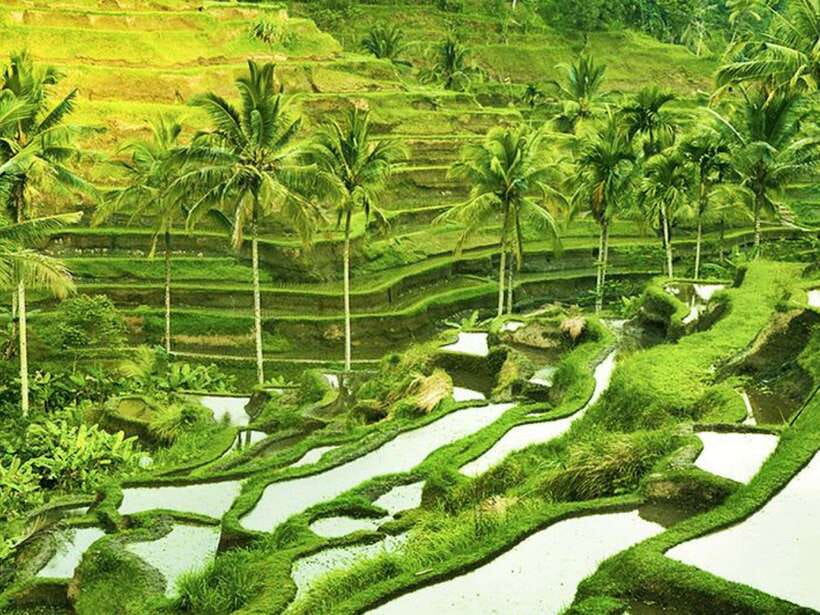 Ubud: Monkey Forest, Temple, Rice Terraces, Hidden Waterfall - Coffee plantation: a useful stop, with a commercial edge