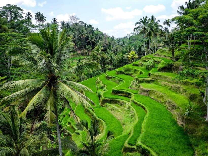 Ubud: Monkey Forest, Temple, Rice Terraces, Hidden Waterfall - $29 value: what is included and what is not