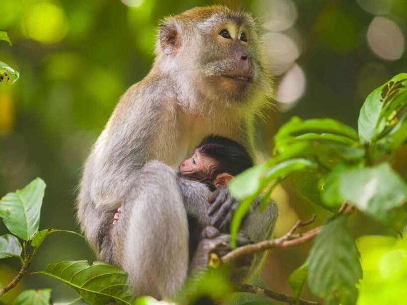 Ubud: Monkey Forest, Temple, Rice Terraces, Hidden Waterfall - Sacred Monkey Forest: playful, unpredictable, and close