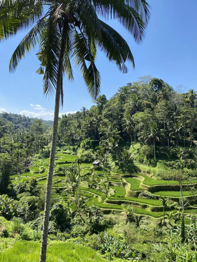 Ubud :Monkey forest, Water Temple and waterfall Private Tour - A full Ubud day with your own car
