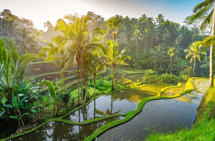 Ubud: Monkey Forest, Waterfall, and Rice Terrace Tour - Key points to know before booking
