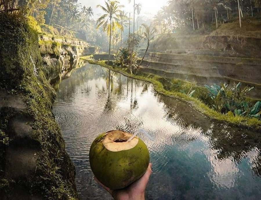 Ubud: Monkey Forest, Waterfall, and Rice Terrace Tour - Sacred Monkey Forest Sanctuary: beauty with a warning