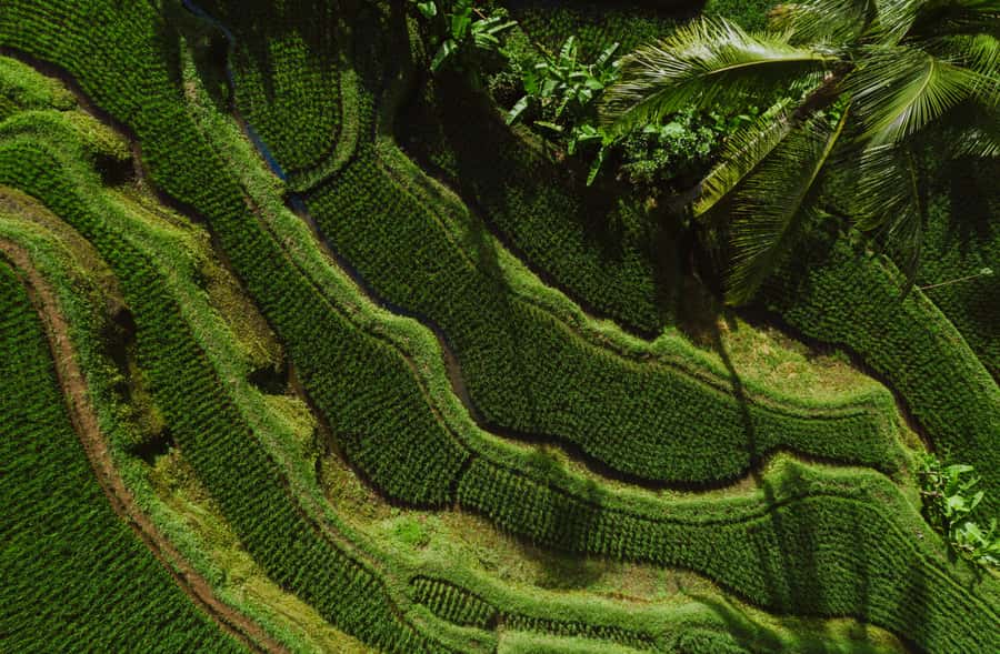Ubud: Monkey Forest, Waterfall, and Rice Terrace Tour - Guides, vehicles, and the human side of the day