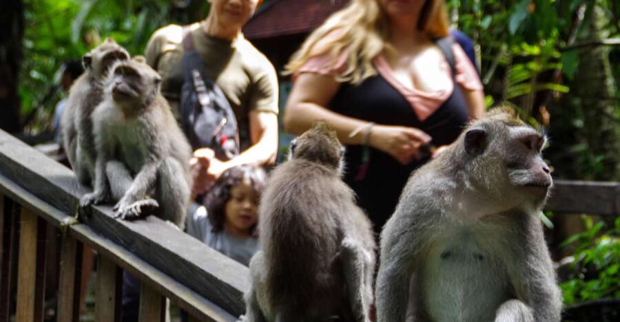 Ubud Monkey Forest, Waterfall, Temple and Rice Terrace Tour - Tegallalang Rice Terrace and the walk below