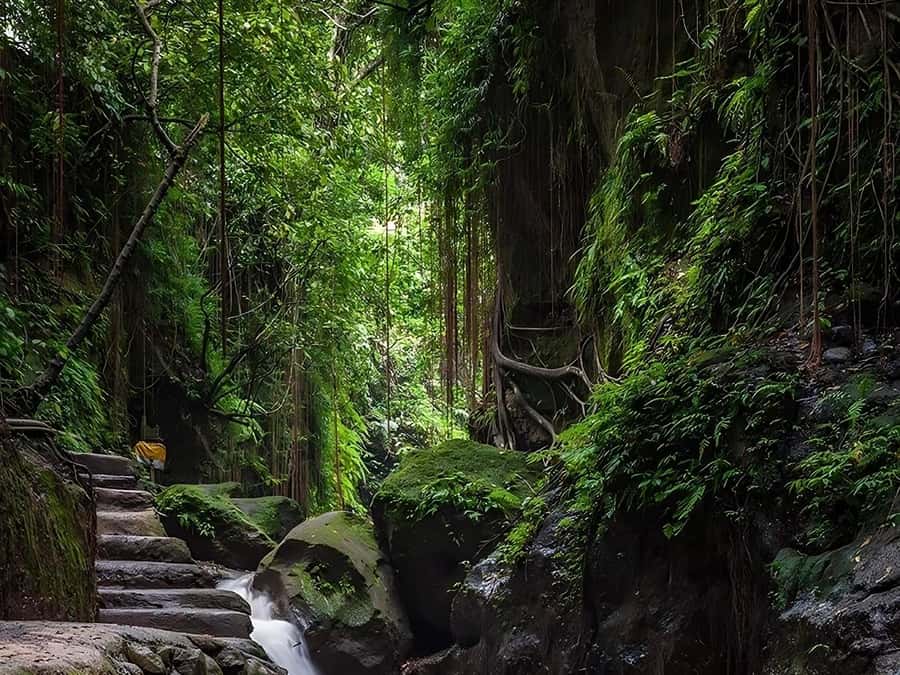 Ubud: Rice Terrace, Monkey Forest, Temple, & Waterfall - Coffee, tea, and a plantation stop
