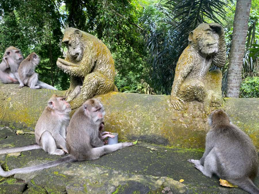 Ubud: Rice Terrace, Monkey Forest, Temple, & Waterfall - What the $19 price really covers