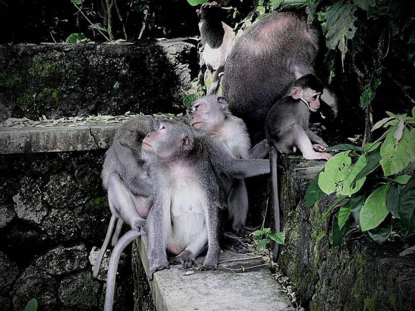 Ubud: Sacred Monkey Forest, Barong Cave ATV & Waterfall Tour - Why this Bali day works as a mixed adventure