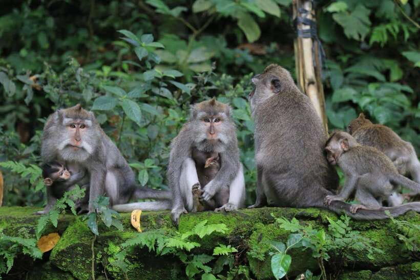 Ubud: Sacred Monkey Forest & Barong Cave ATV with Meal - Why this Ubud combination works