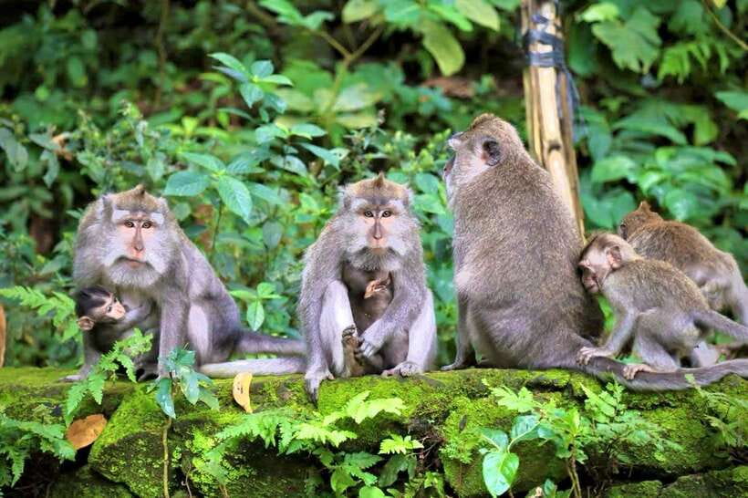 Ubud: Sacred Monkey Forest & Barong Cave ATV with Meal - Lunch, water, and hotel transport