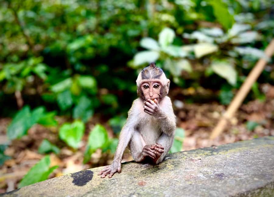 Ubud: Sacred Monkey Forest Sanctuary Ticket and Guided Tour - Pura Beji and the stream below
